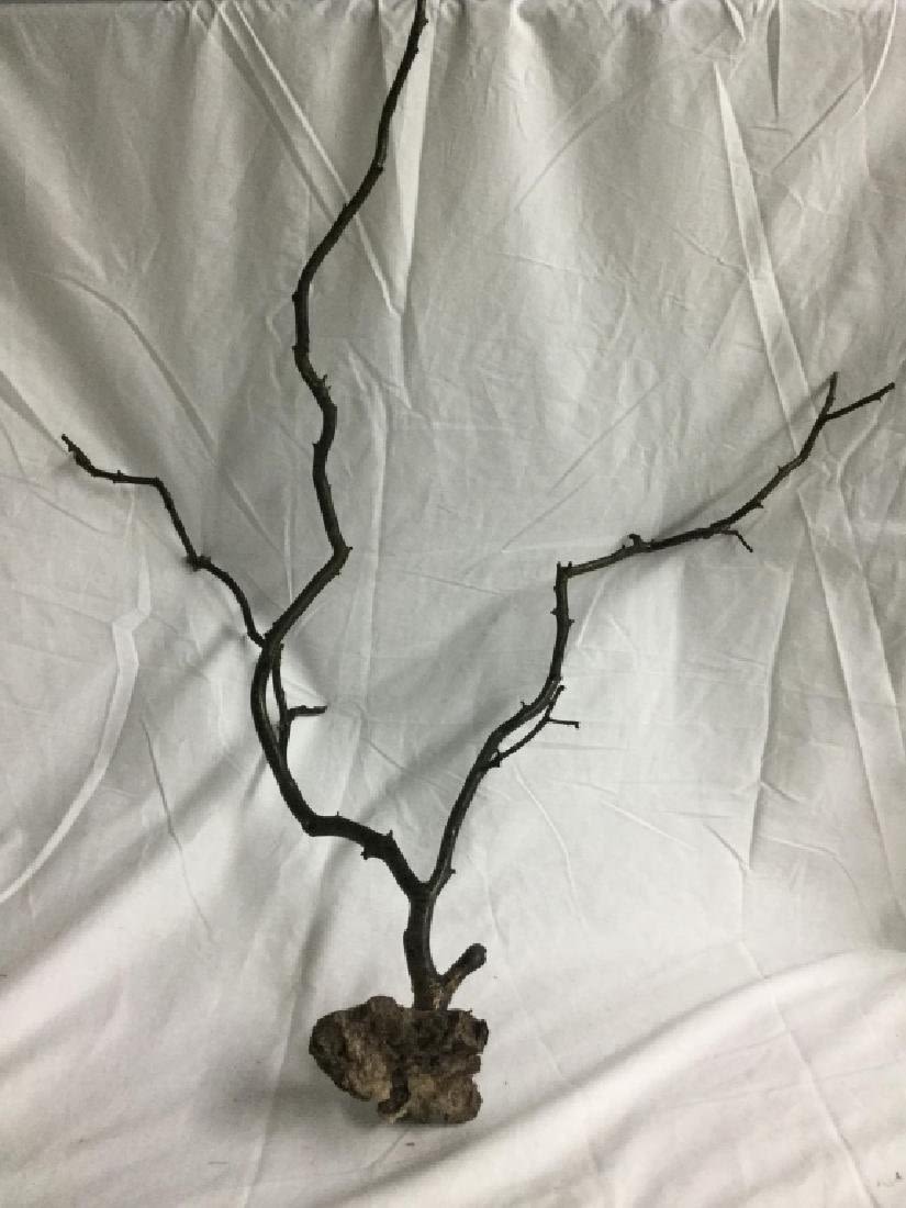Lot 121: Black Coral