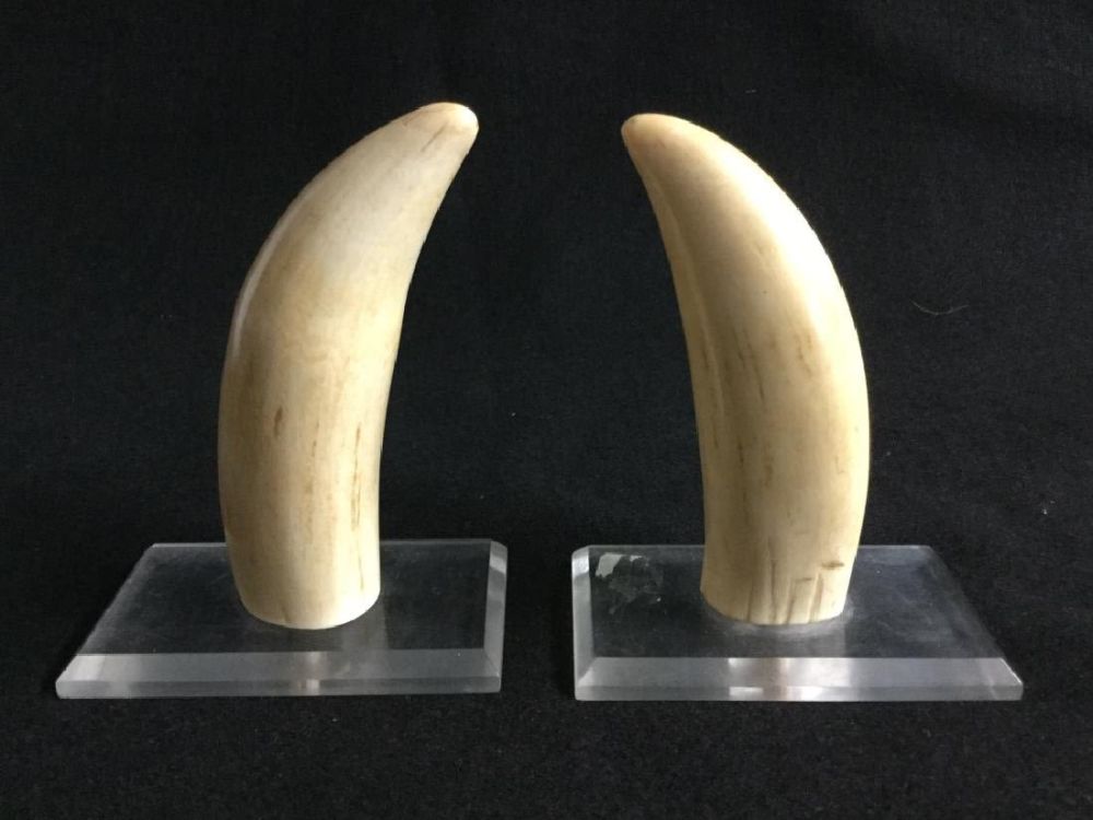 Lot 124: Large Whale Teeth