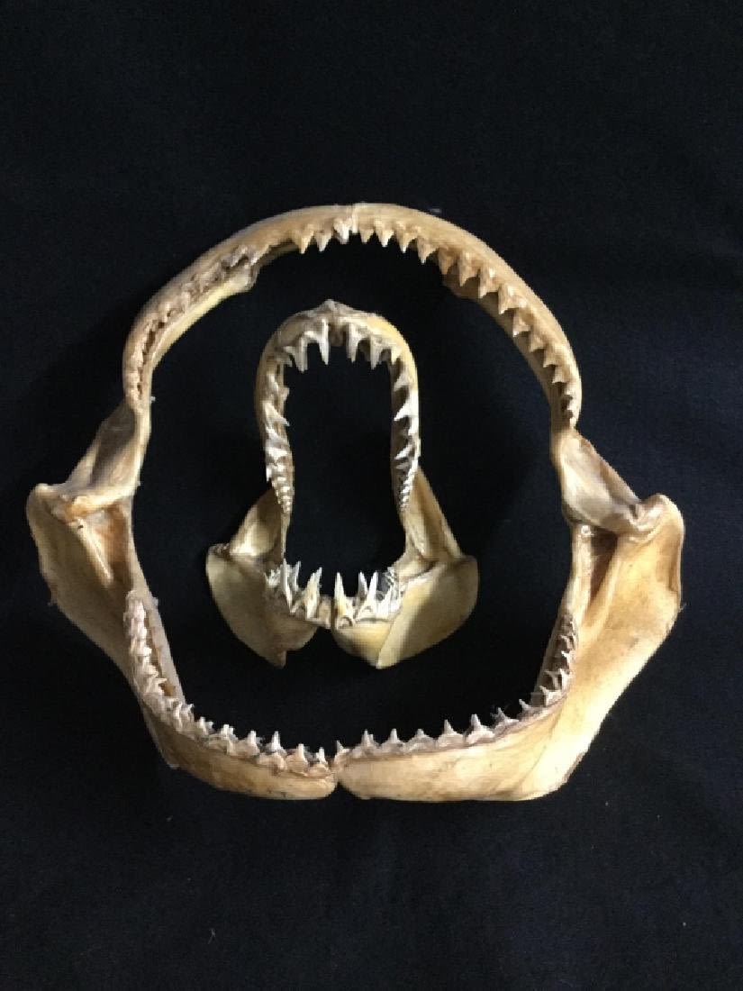 Lot 132: Shark Jars