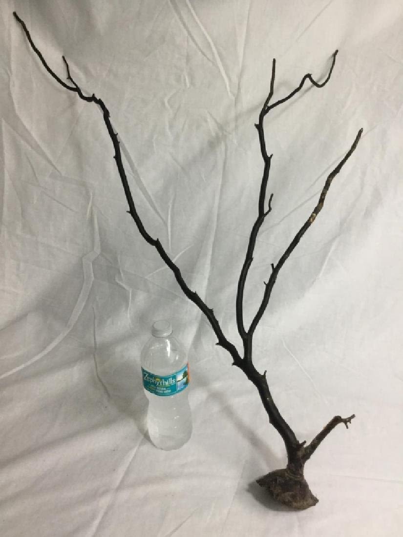 Lot 161: Black Coral
