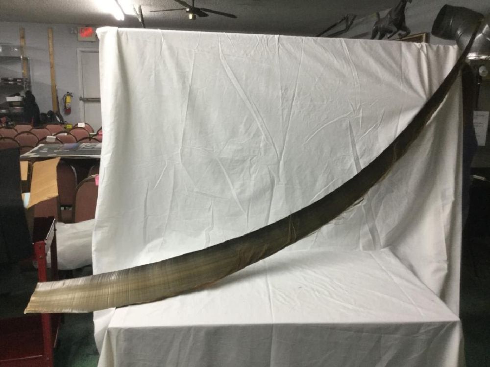 Lot 220: Whale Baleen