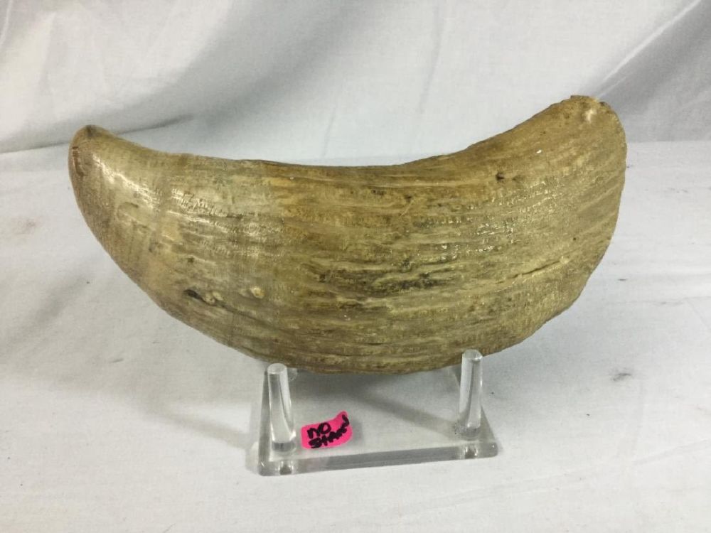 Lot 226: Whale Tooth