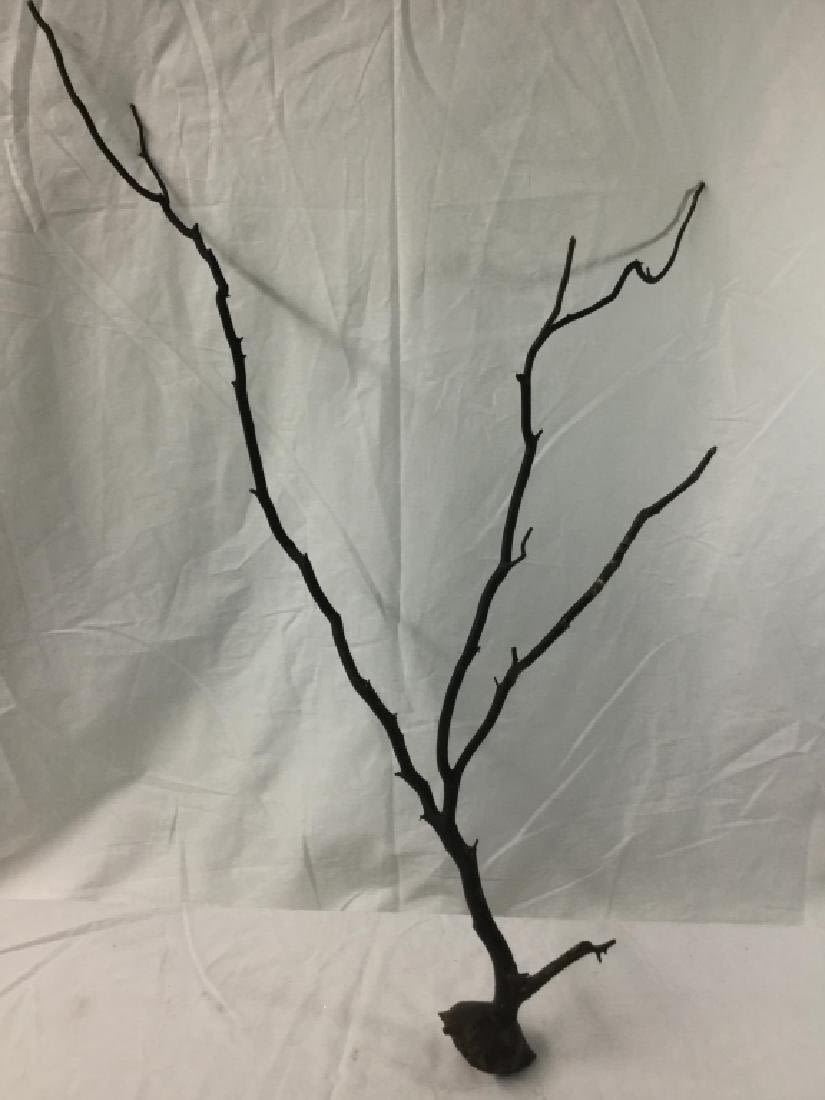 Lot 250: Black Coral