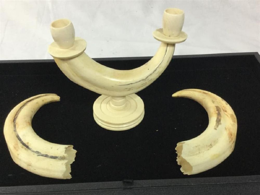 Lot 57: Warhog Tusks