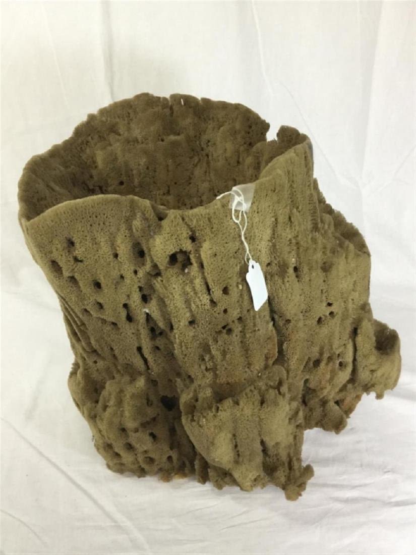 Lot 119: Sea Sponge