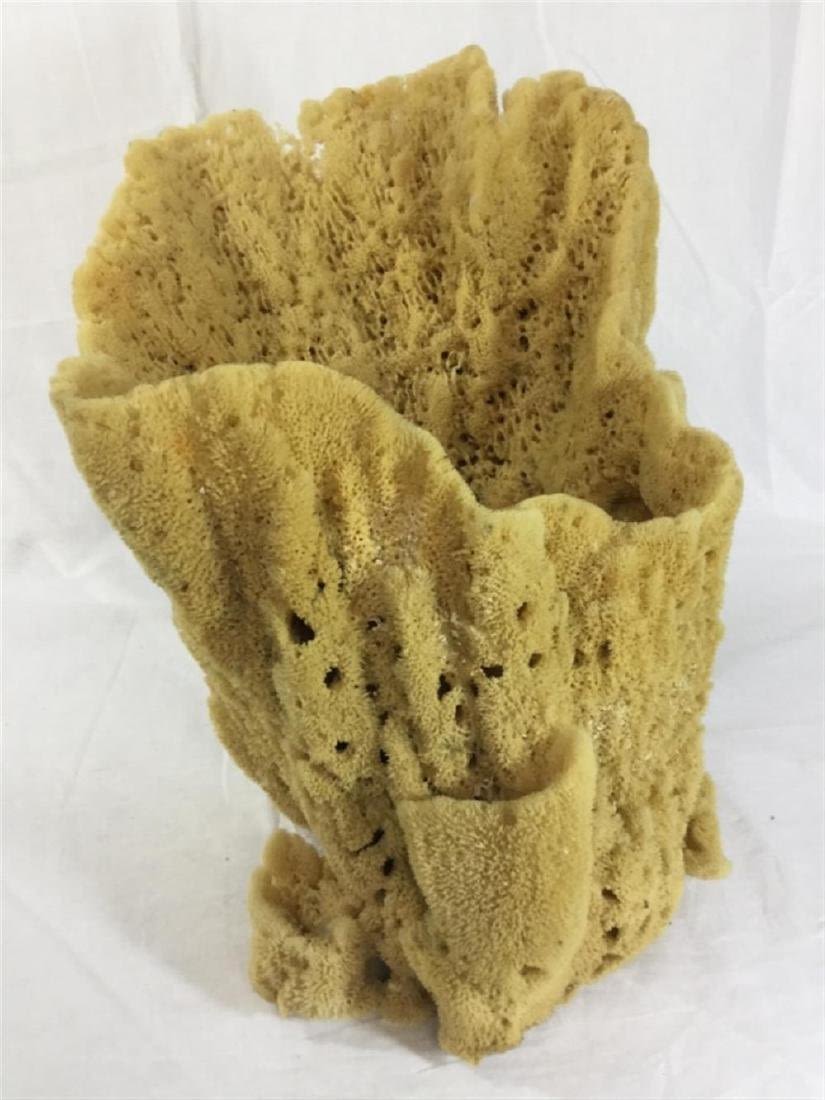 Lot 125: Sea Sponge