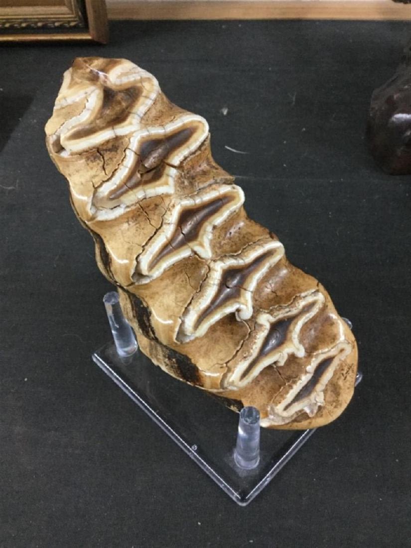 Lot 197: Mammoth Tooth