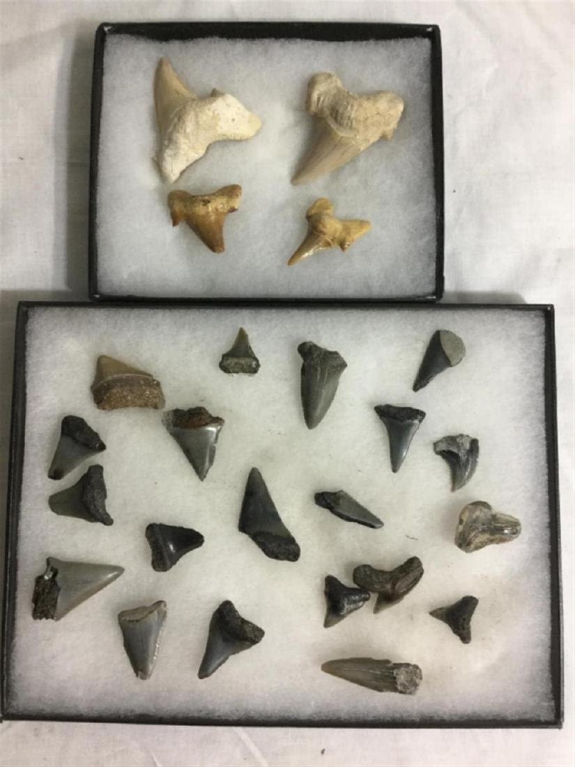 Lot 199: Shark Tooth Lot