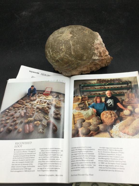 Lot 151: Authentic Fossil Hadrosaur Egg (Dinosaur Egg)