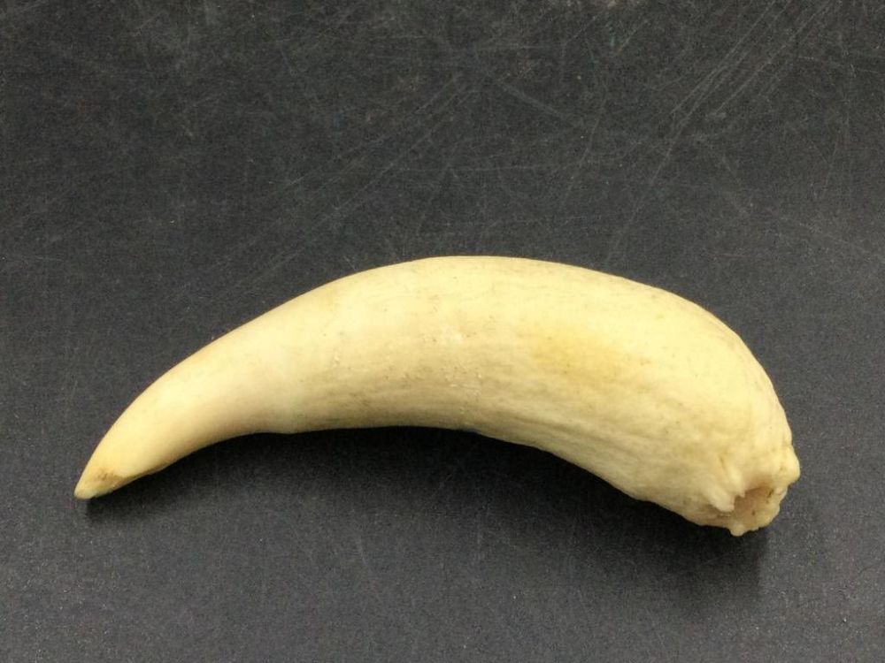 Lot 154: Whale Tooth