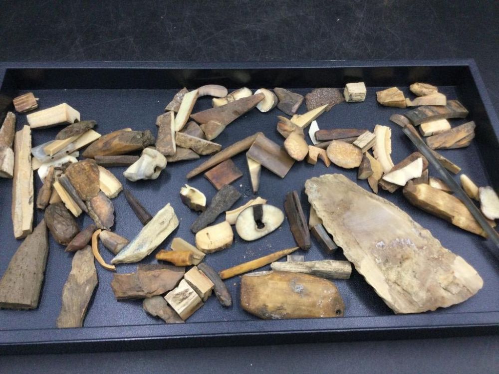 Lot 206: Fossilized Walrus Pieces