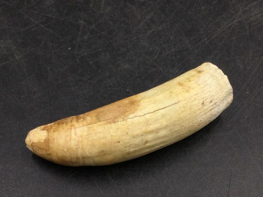 Lot 220: Giant Gator Tooth