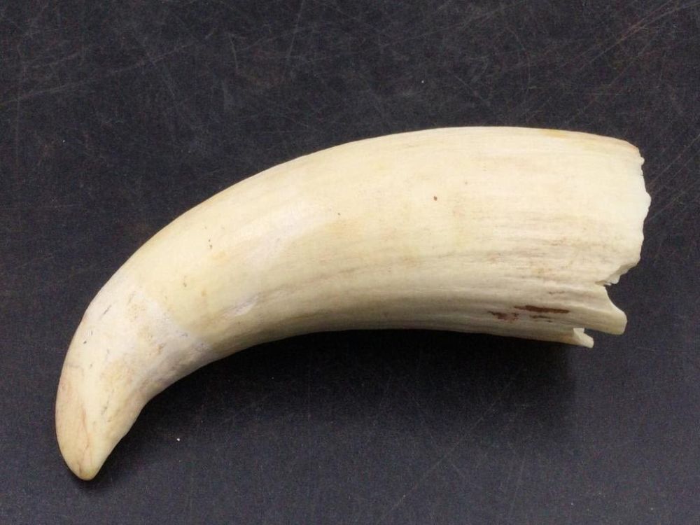 Lot 186: Whale Tooth