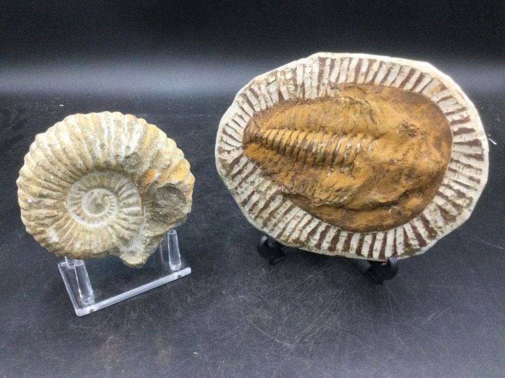 Lot 196: Fossil Lot