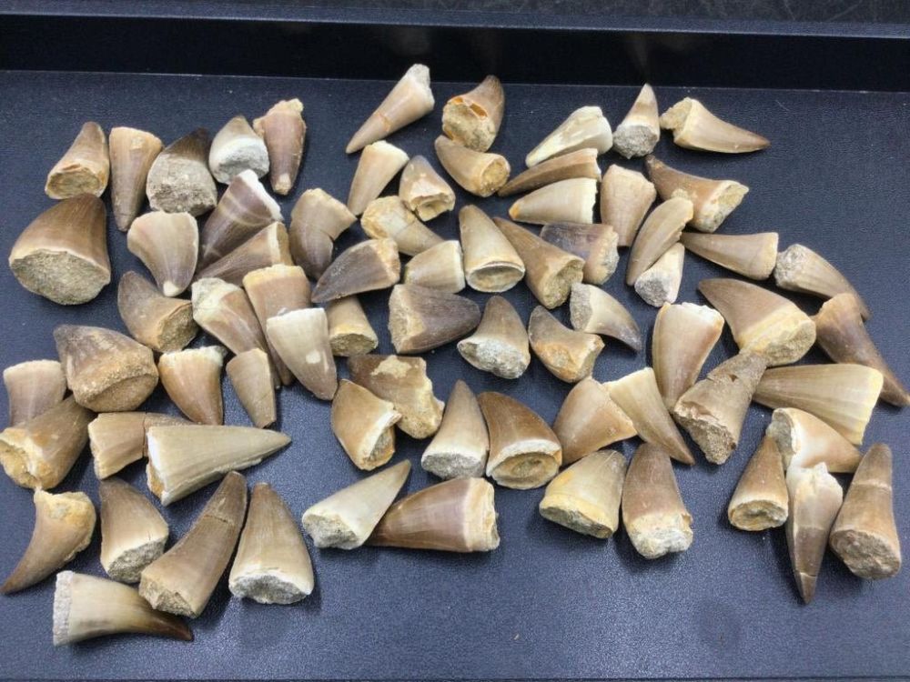 Lot 219: Dinosaur Teeth