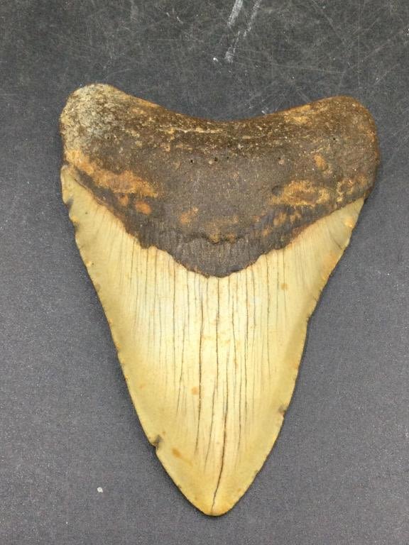 Lot 262: Shark Tooth