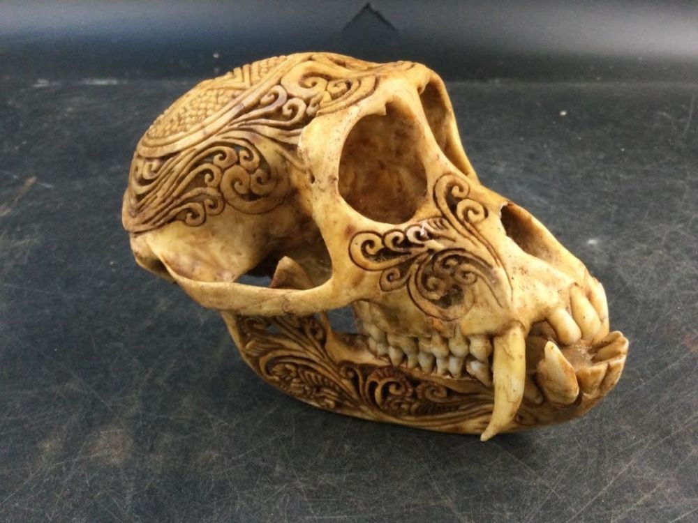 Lot 178: Monkey Skull