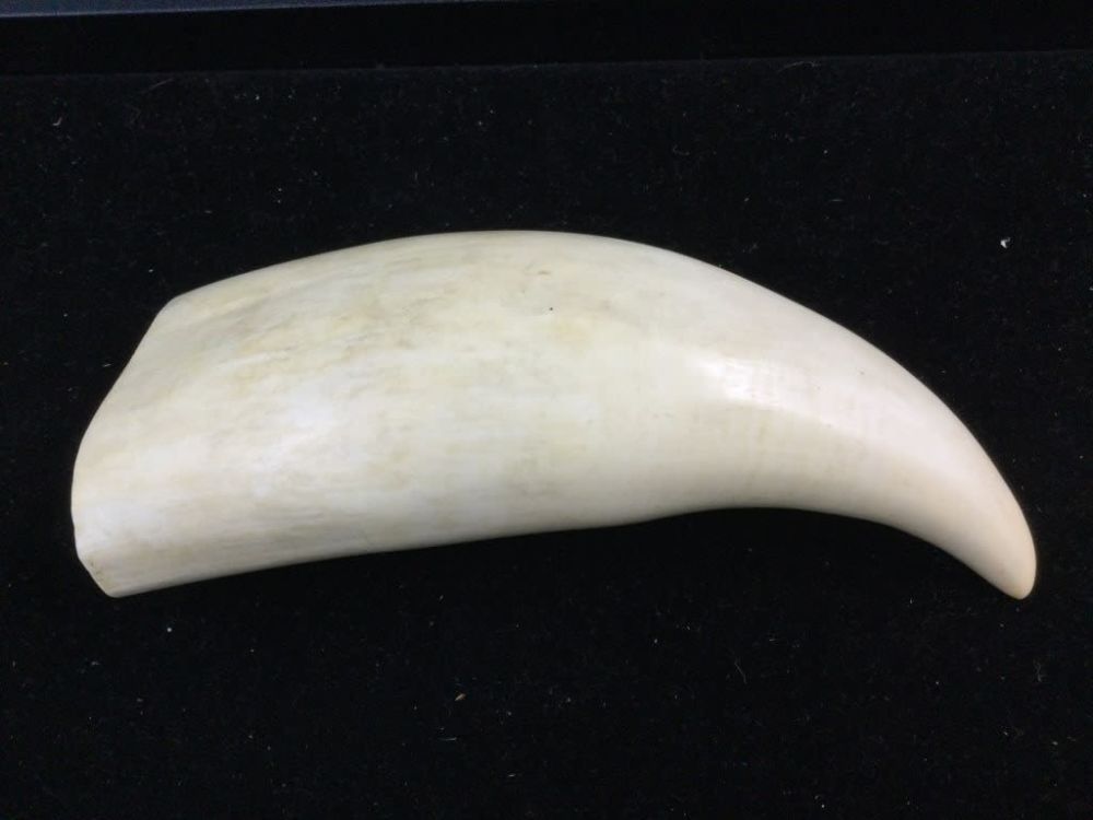 Lot 189: Large Whale Tooth