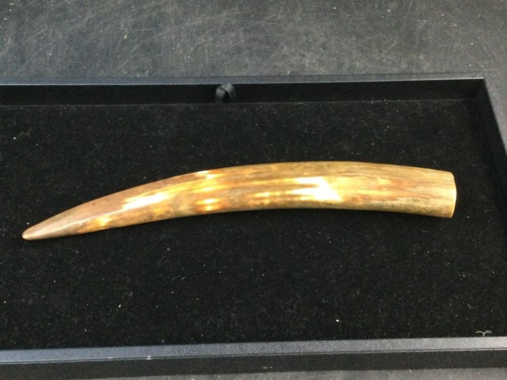 Lot 242: Fossilized Walrus