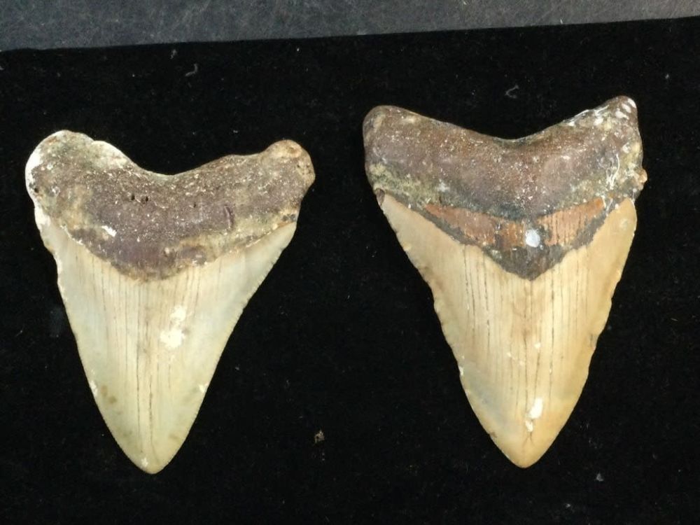 Lot 254: Big Megalodon Teeth