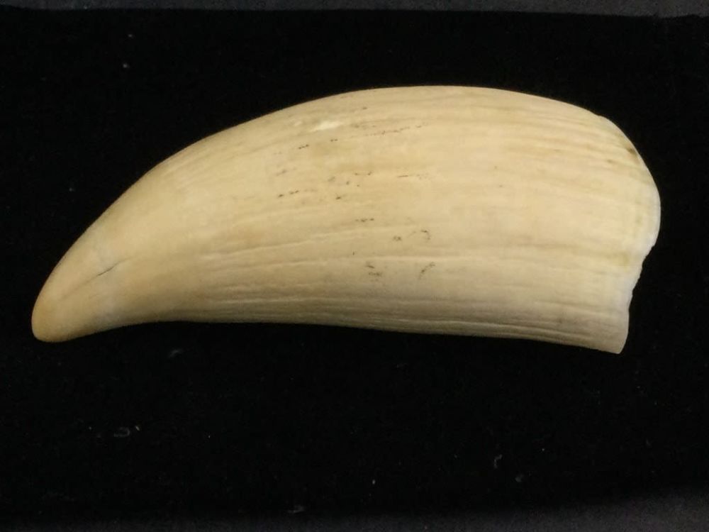 Lot 267: Whale Tooth