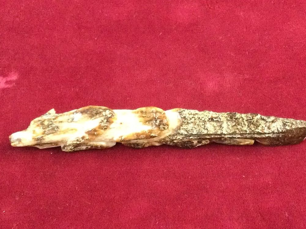 Lot 187: Fossilized Walrus/Mammoth