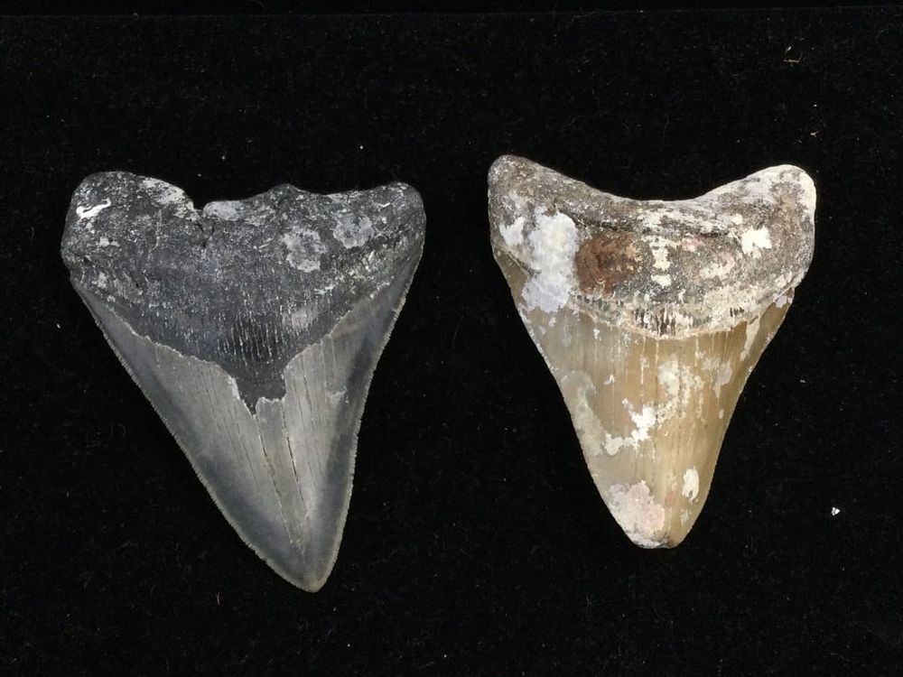 Lot 259: Shark Teeth
