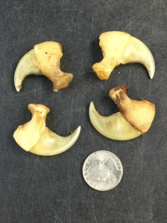 Lot 280: Large Claws