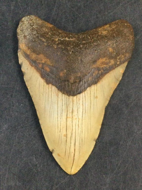 Lot 310: Large Shark Tooth