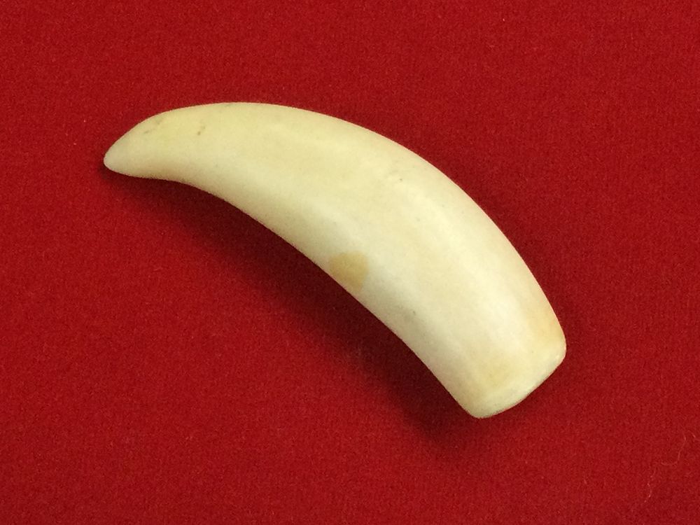 Lot 175: Whale Tooth