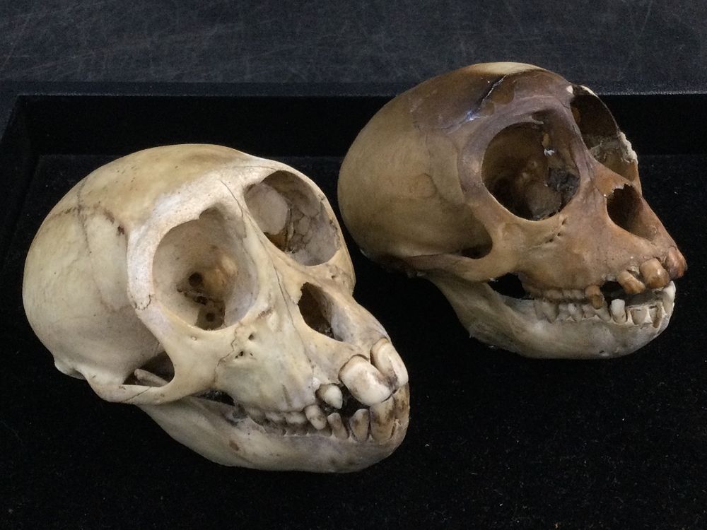 Lot 187: Animal Skulls