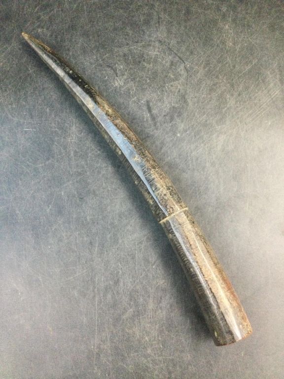 Lot 221: Elephant Tooth