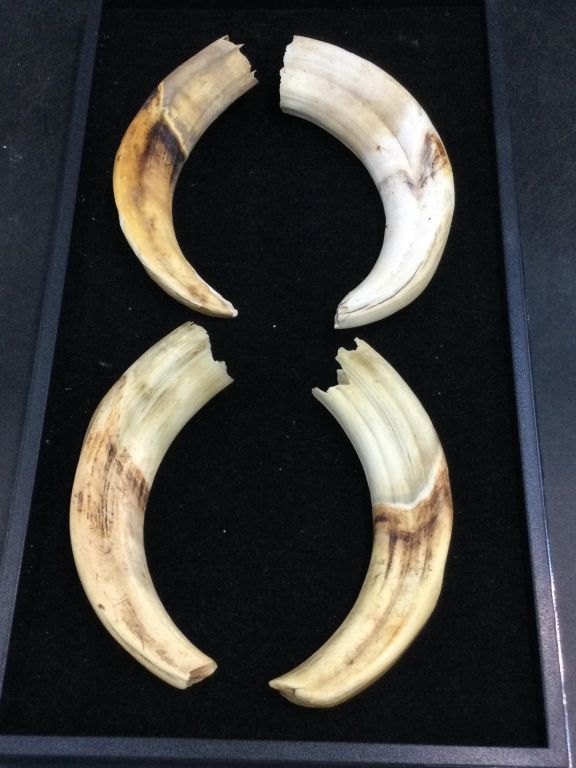 Lot 156: War Hog Tusk