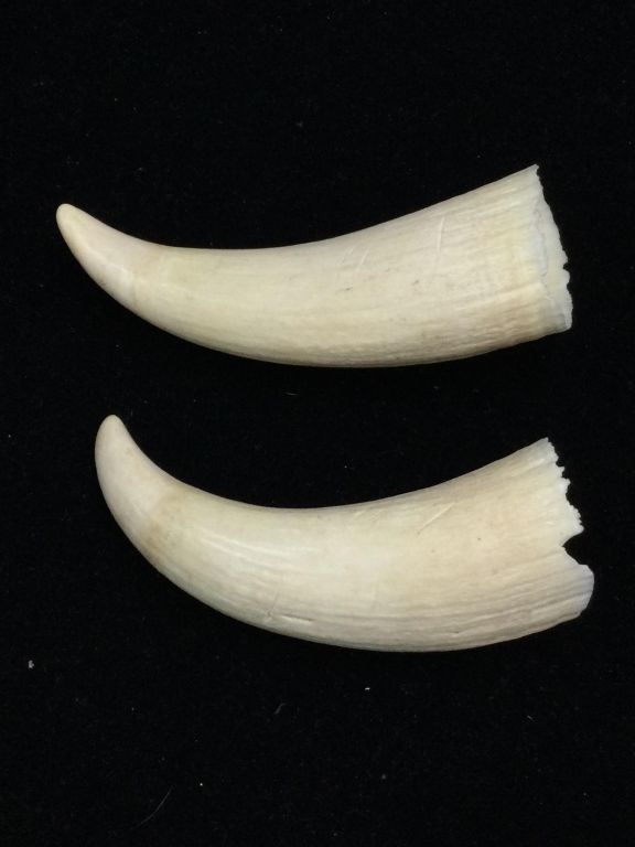 Lot 186: Whale Teeth