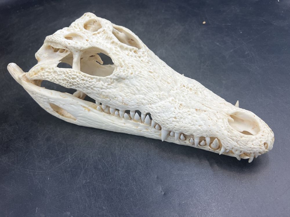 Lot 192: Crocodile Skull