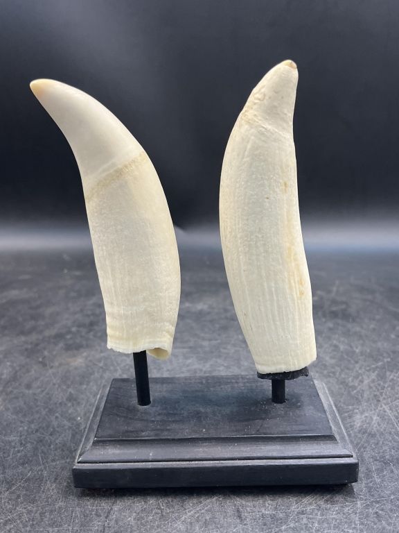 Lot 252: Antique Whale Teeth