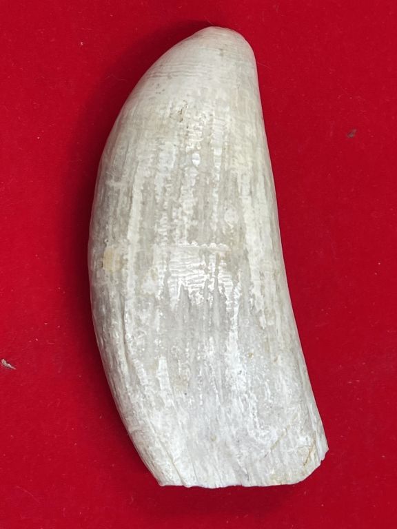 Lot 255: Large Antique Whale tooth