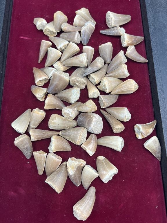 Lot 265: Dinosaur Teeth