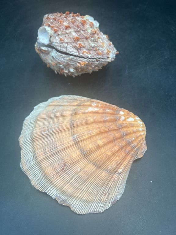 Lot 196: Spiny Oyster Shell & Scallop