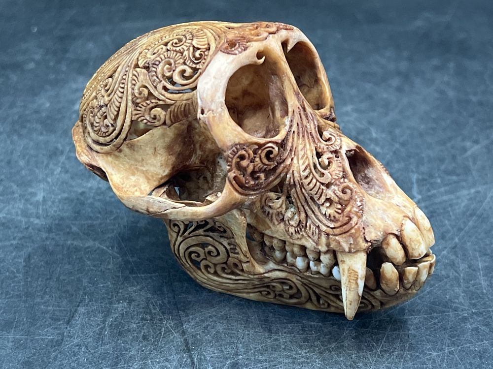 Lot 256: Carved Tea Stain Monkey Skull