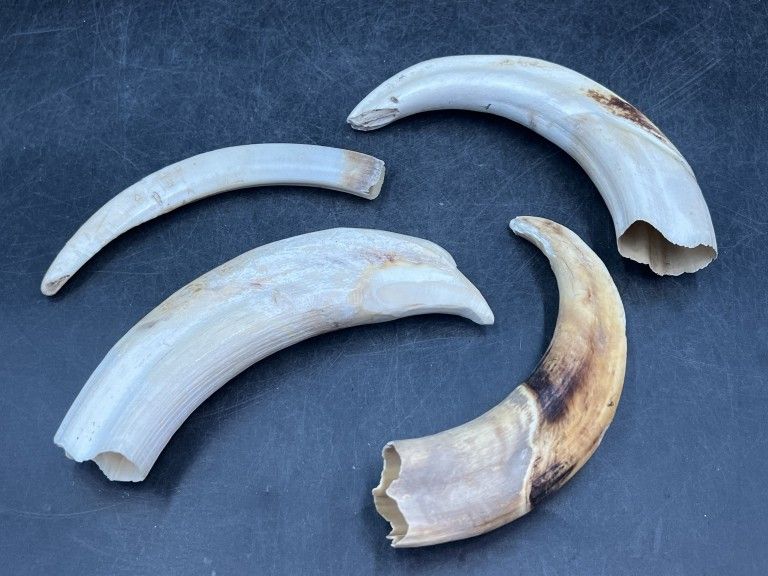 Lot 227: War Hog Tusks
