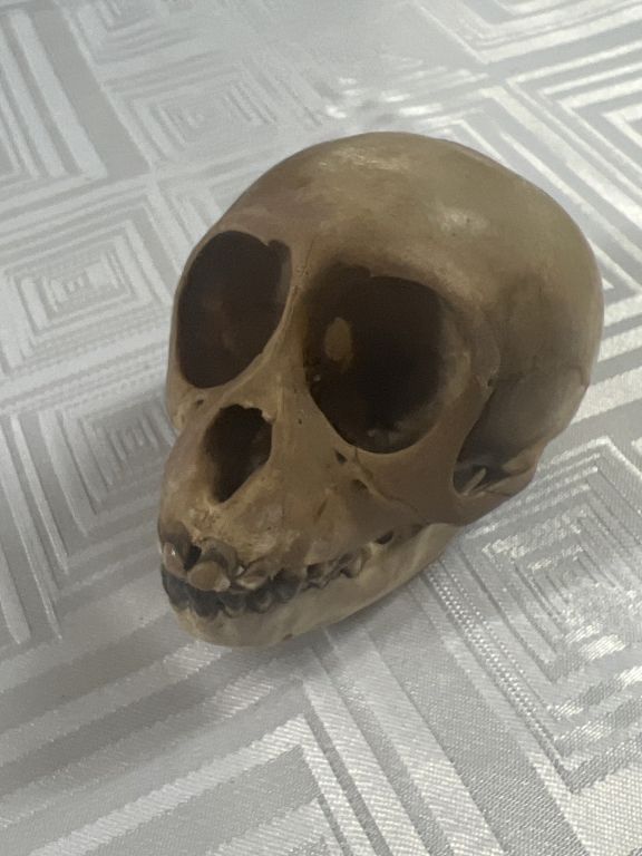 Lot 310: Monkey Skull