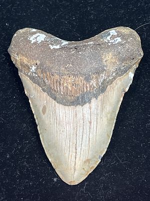 Shark Tooth. Nice large tooth that measures 5" x 4". Solid tooth that is good condition for age. 