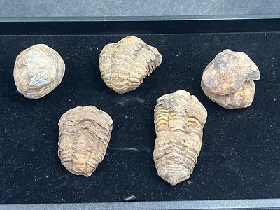 Ammonite Fossils. Total of 6 in this lot. One is round and has booth fossils. They measures from 