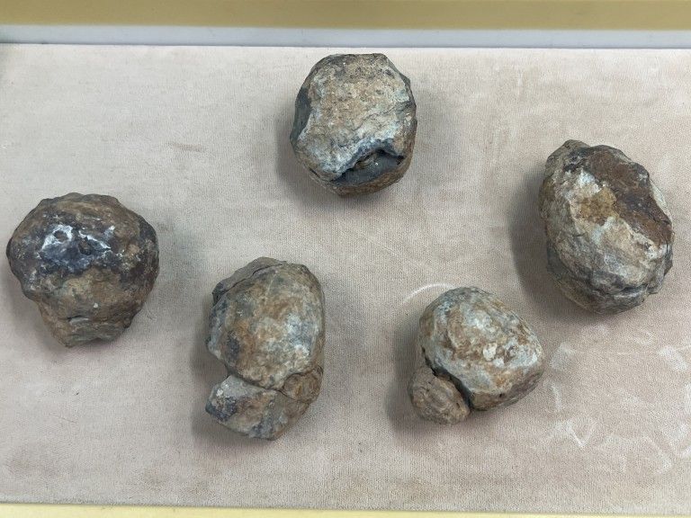 Lot 235: Trilobites