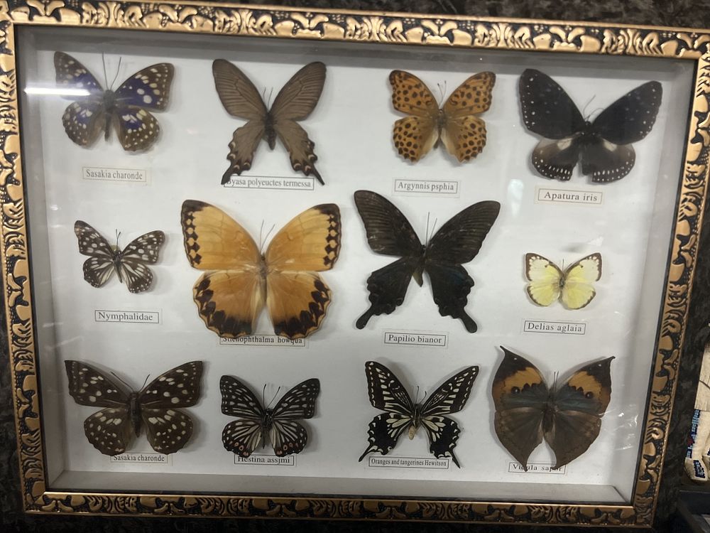 Lot 250: Butterfly Display
