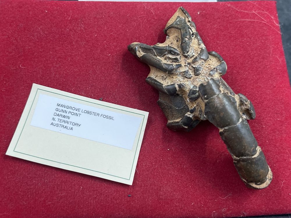 Lot 301: Mangrove Lobster Fossil