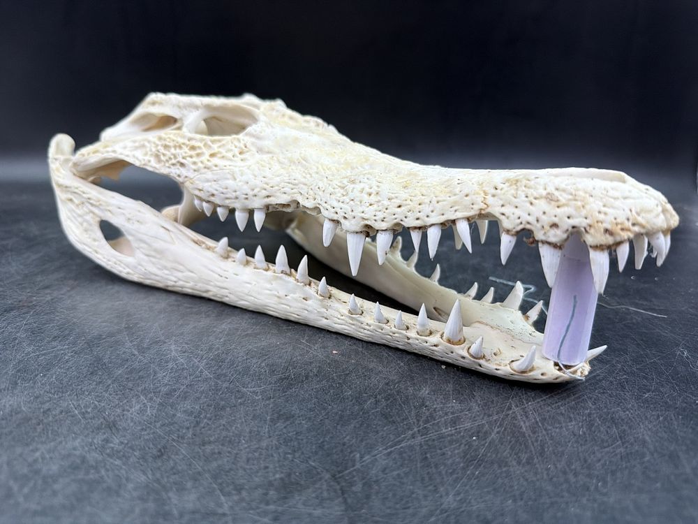Lot 200: Crocodile Skull