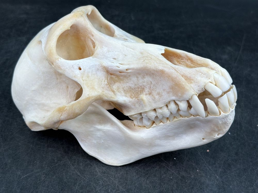 Lot 203: Baboon Skull