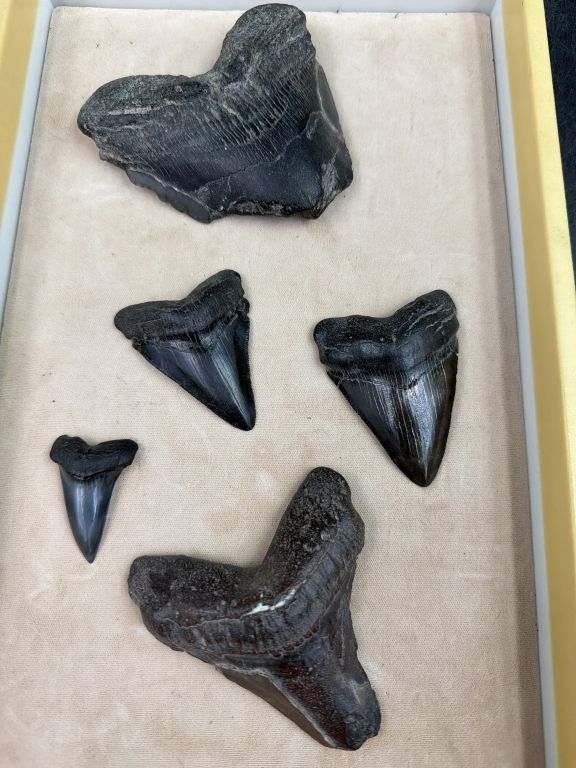 Lot 315: Shark Teeth
